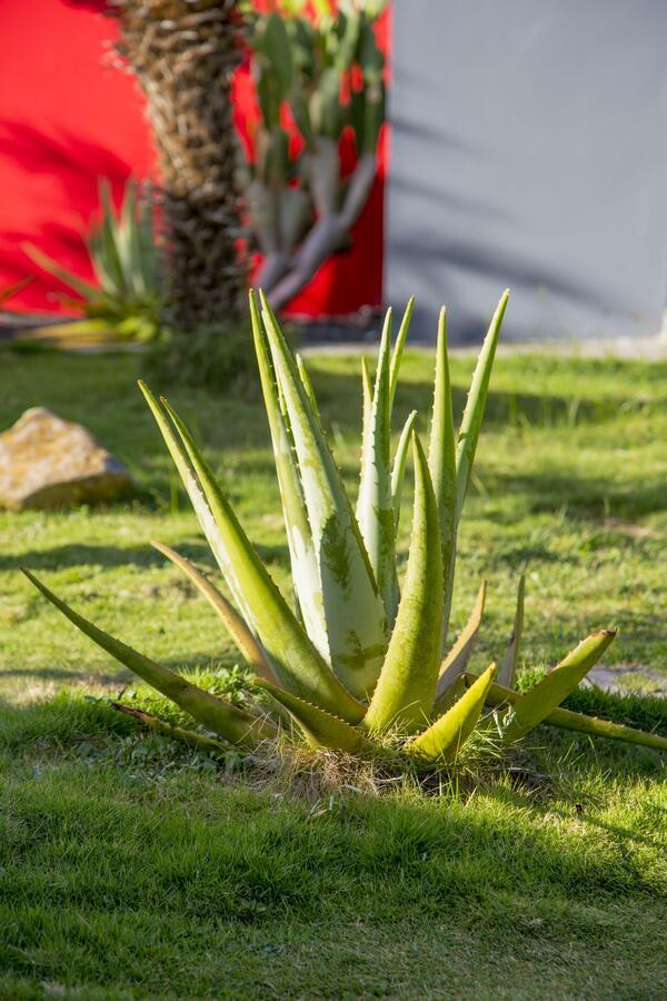 Fleurs De Canne Piscines Privees เลอ มูเล่ ภายนอก รูปภาพ